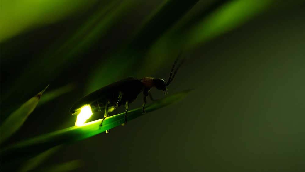 Insect that lights in on sale the dark